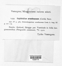 Utrechtiana arundinacea image